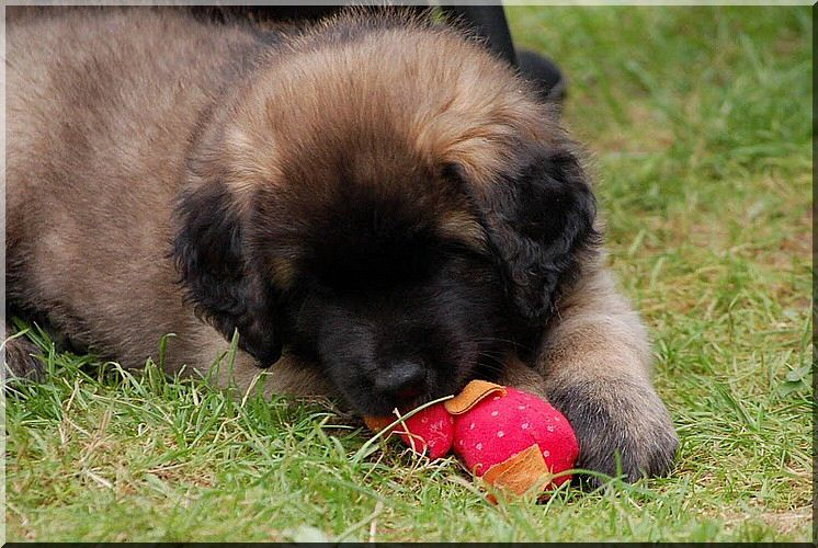 leonberger 051.jpg